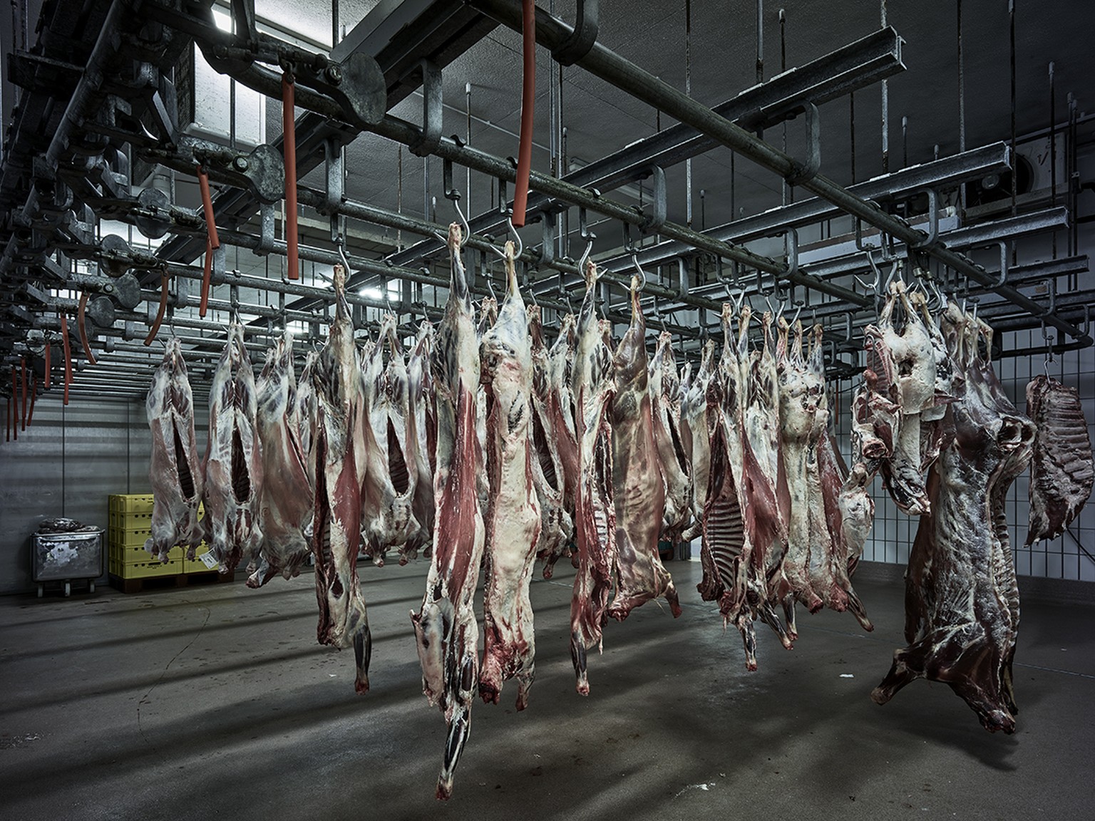 In Halal-Schlachtereien werden Tiere nach muslimischen Regeln getötet. In der Regel ist Halal-Fleisch, das aus dem Ausland importiert wird, nicht mit dem&nbsp;Schweizer Tierschutzgesetz vereinbar. And ...