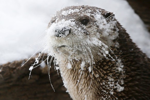A river otter at the Sedgwick County Zoo is covered in snow after playing with a snowman created on Wednesday, Feb. 5, 2014, in Wichita, Kan. (AP Photo/The Wichita Eagle, Jaime Green) LOCAL TV OUT; MA ...
