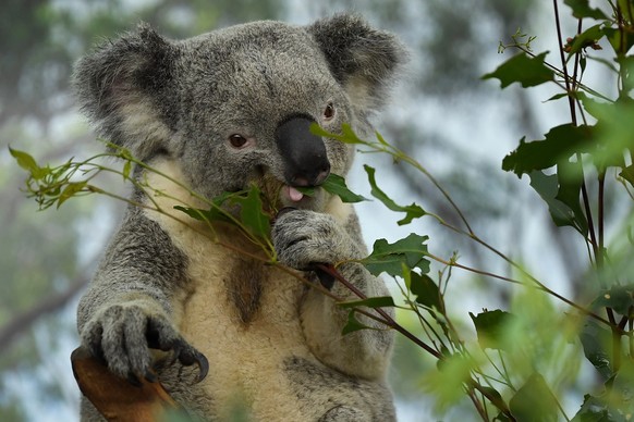 epa08533605 Male koala Alfie eats leaves at WILD LIFE Sydney Zoo in Sydney, Australia, 08 July 2020. EPA/JOEL CARRETT AUSTRALIA AND NEW ZEALAND OUT