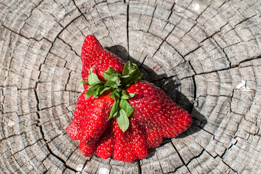 erdbeere riesig essen frucht food bio