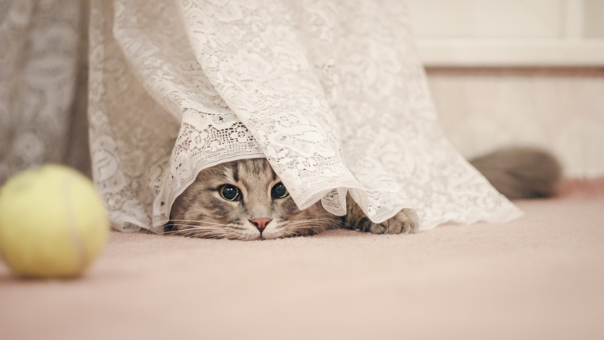 7 Tipps Wie Du Einer Scheuen Katze Die Angst Nehmen Kannst Watson