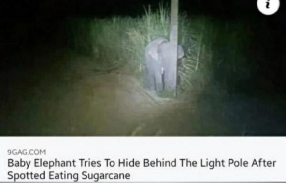 Übersetzung: «Babyelefant versucht sich hinter einem Lichtmast zu verstecken, nachdem er beim Essen von Zuckerrohr entdeckt wurde.»