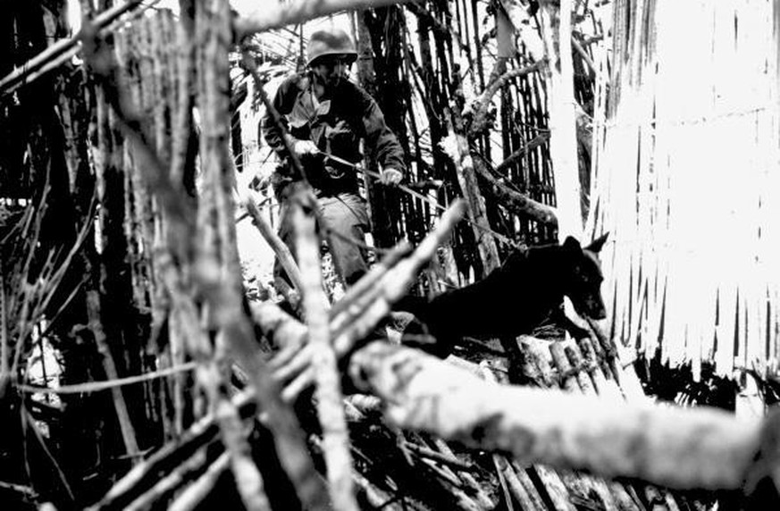 Ein amerikanischer Soldat sucht mit seinem Spürhund nach japanischen «Holdouts» – Soldaten, die nach der Kapitulation des Kaiserreichs den Kampf fortführten – auf der Insel Biak, 1945.