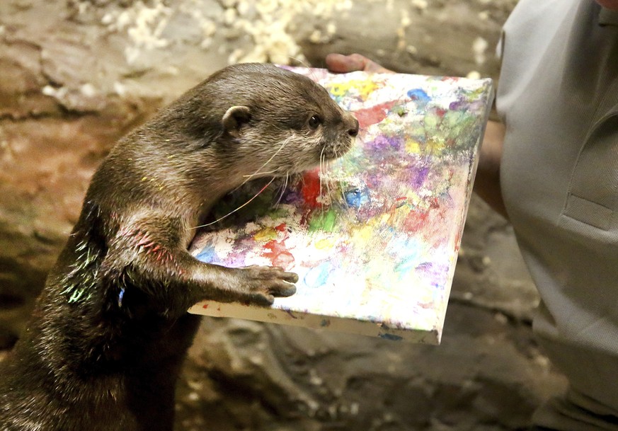 Oriental small-clawed otter &#039;Otis&#039; paints a picture at the zoo in Gelsenkirchen, Germany, Wednesday, Dec. 13, 2017. (Roland Weihrauch/dpa via AP)