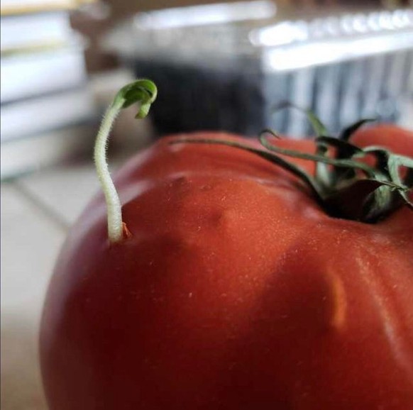 Tomate Picdump, Picdömp