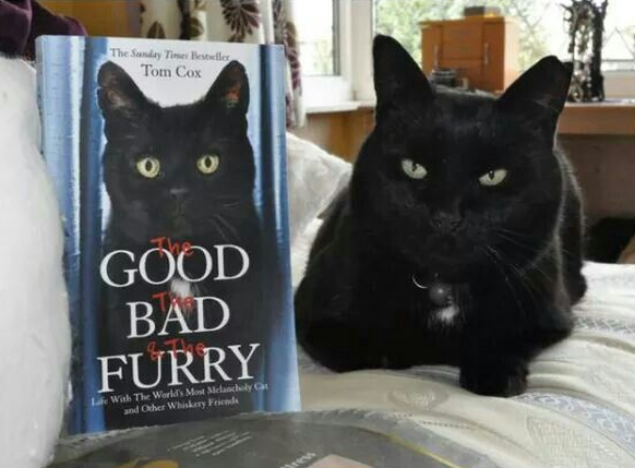 Schwarze Katze mit Buch.

http://imgur.com/gallery/G8DzD