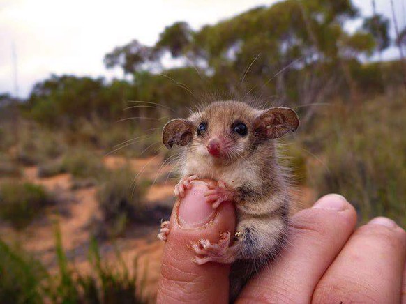 Australische Maus

https://imgur.com/gallery/rGQ1GBo