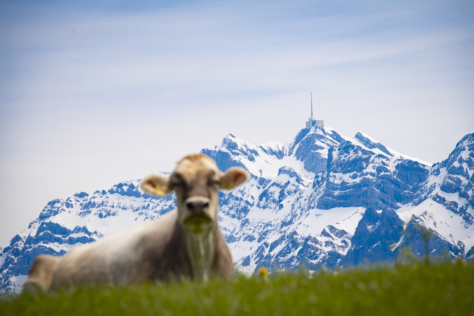 Blick auf eine Kuh und den immer noch tief verschneiten Saentis, aufgenommen am Freitag, 17. Mai 2019, bei Ennetbuehl. Im Messbereich unter dem Gipfel liegen derzeit 680 Zentimeter Schnee, ein Rekord  ...